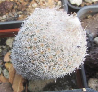 Epithelantha greggii