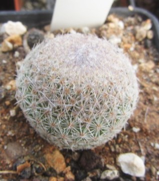 Epithelantha greggii