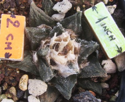 Ariocarpus <br>cv f1 scaphirostris x fissuratus