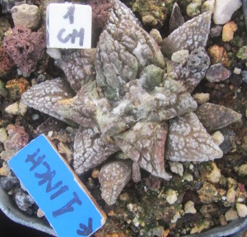 Ariocarpus fissuratus form