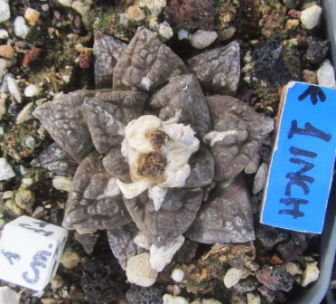 Ariocarpus fissuratus form