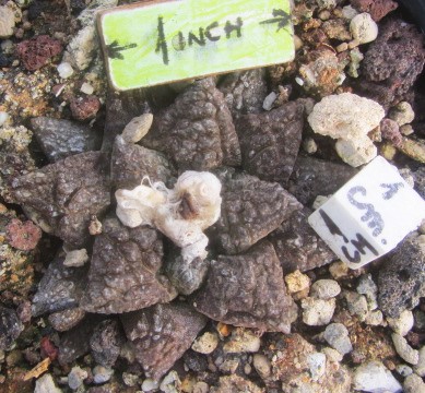 Ariocarpus <br>fissuratus