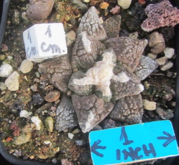 Ariocarpus fissuratus