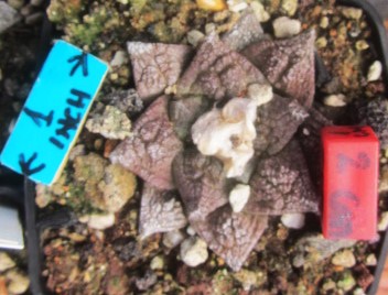 Ariocarpus fissuratus