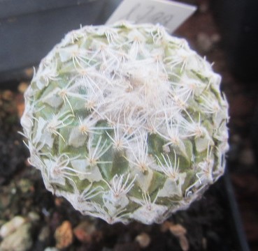 Pelecyphora strobiliformis 