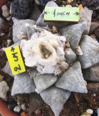 Ariocarpus retusus furfuraces