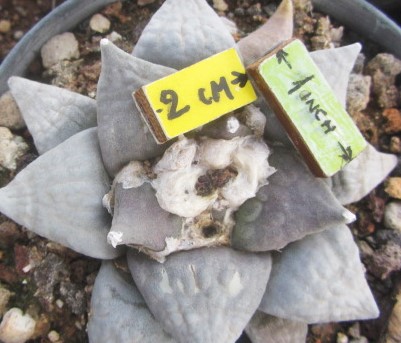 Ariocarpus retusus furfuraces