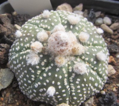 Astrophytum asterias