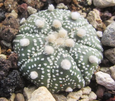 Astrophytum asterias