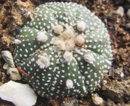 Astrophytum <br>asterias