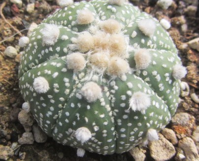 Astrophytum asterias