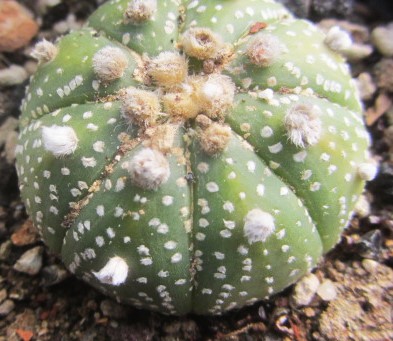 Astrophytum asterias