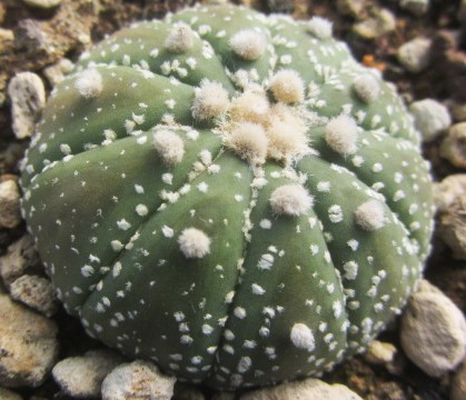 Astrophytum <br>asterias