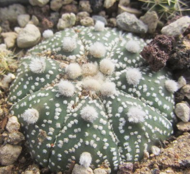 Astrophytum asterias