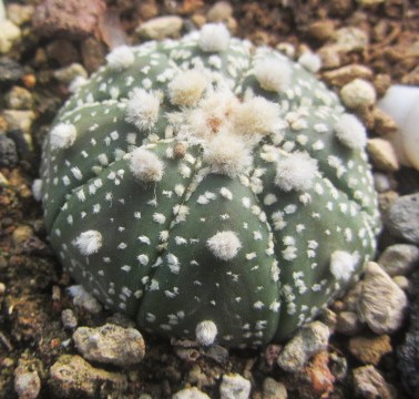 Astrophytum asterias