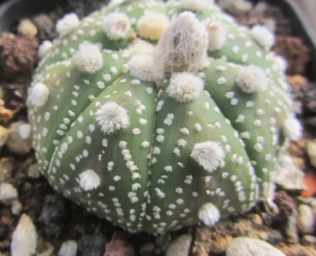 Astrophytum asterias