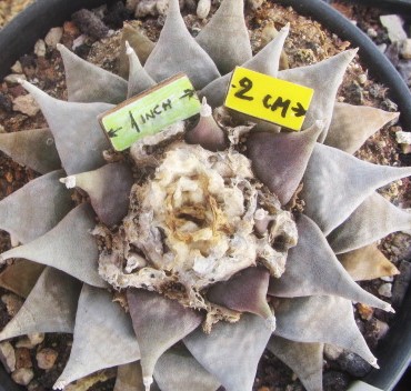 Ariocarpus retusus furfuraces