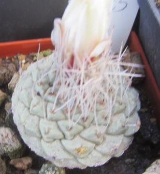 Strombocactus disciformis