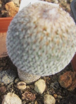 Epithelantha greggii rufispina