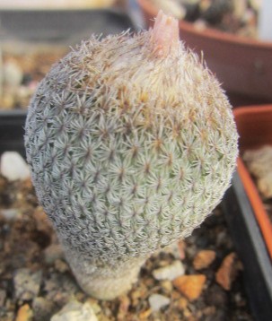 Epithelantha greggii rufispina