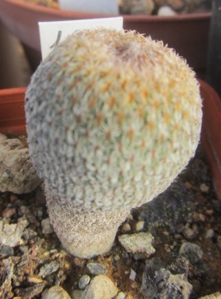 Epithelantha greggii rufispina