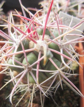 Ferocactus <br>gracilis gatesi