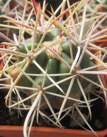 Ferocactus gracilis gatesii