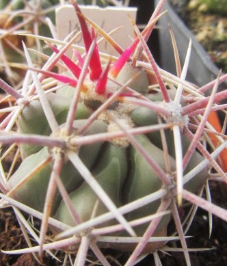 Ferocactus <br>gracilis gatesi