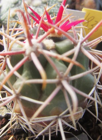 Ferocactus <br>gracilis gatesi