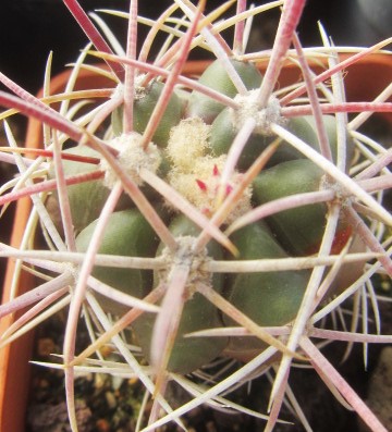 Ferocactus gracilis gatesi