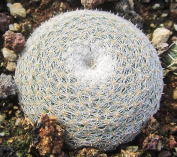 Mammillaria <br>microthele