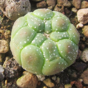 Astrophytum <br>asterias turtle