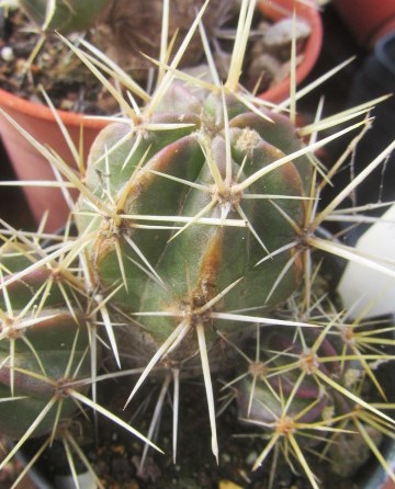 Echinocereus <br>sp