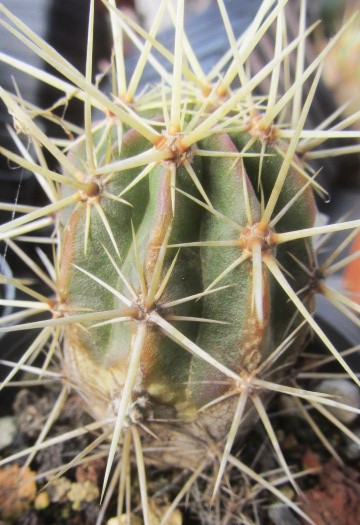 Echinocereus <br>sp