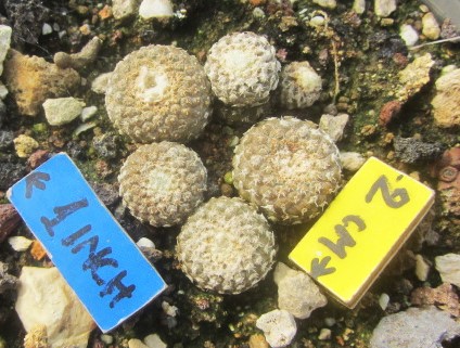 Copiapoa lauii