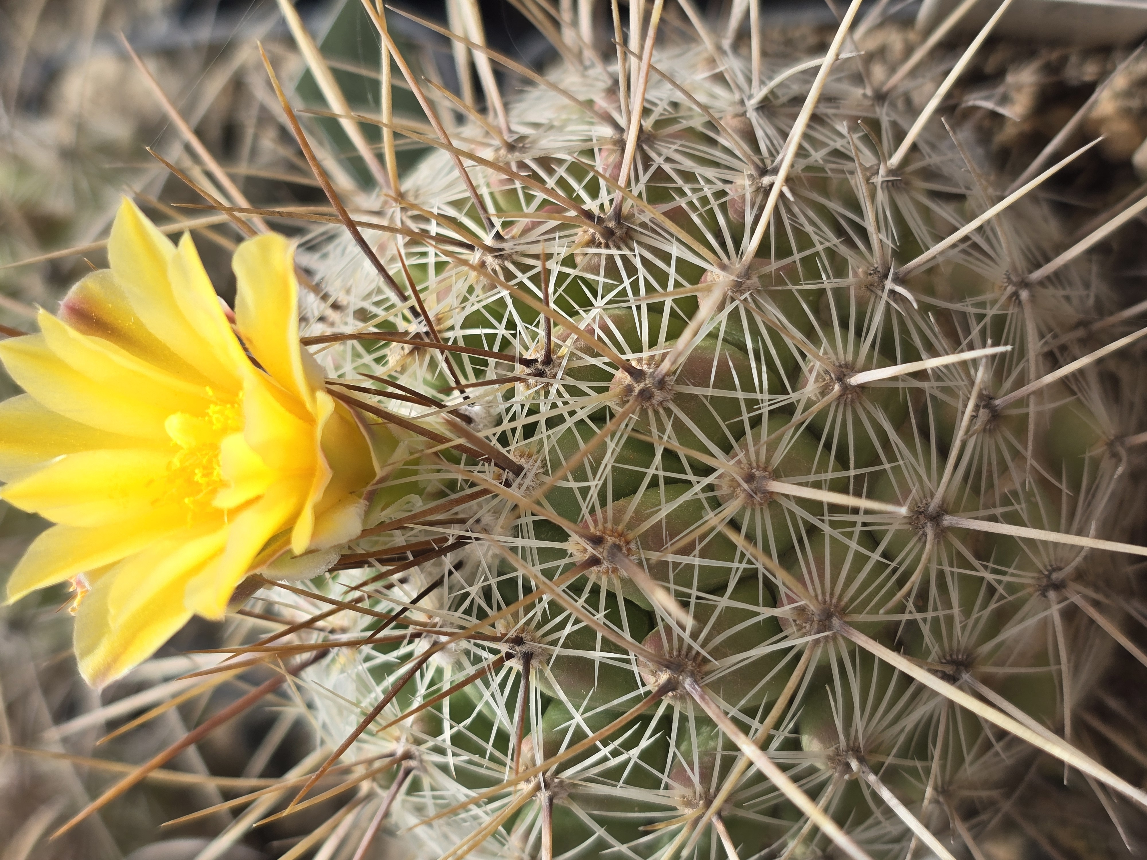 Thelocactus conothelos aurantiacus