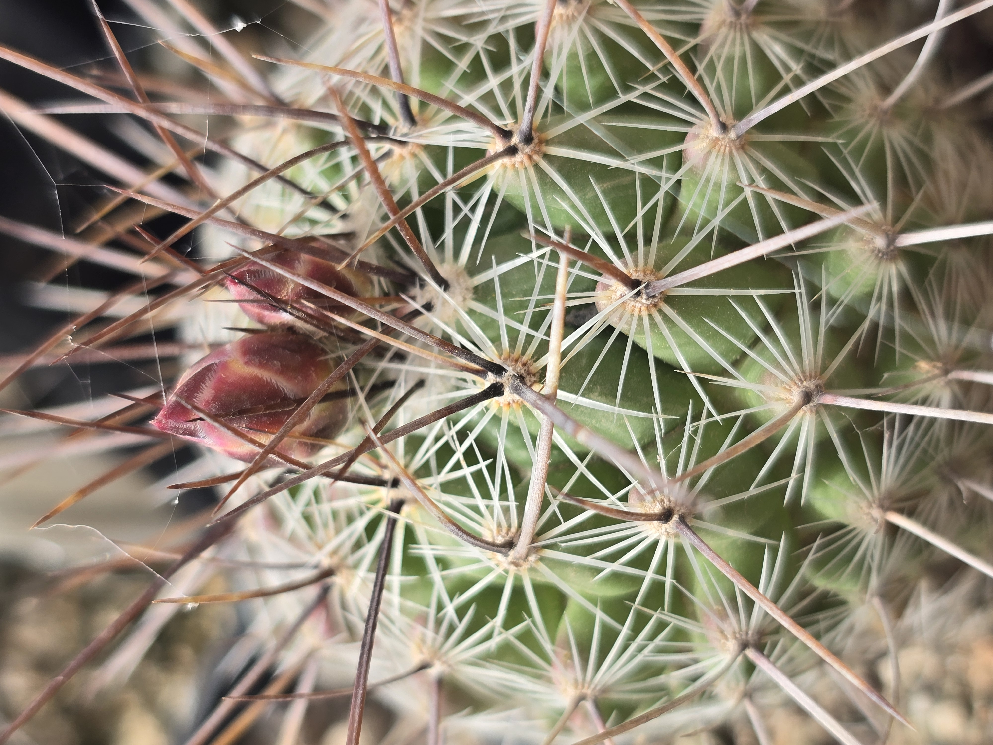 Thelocactus conothelos aurantiacus