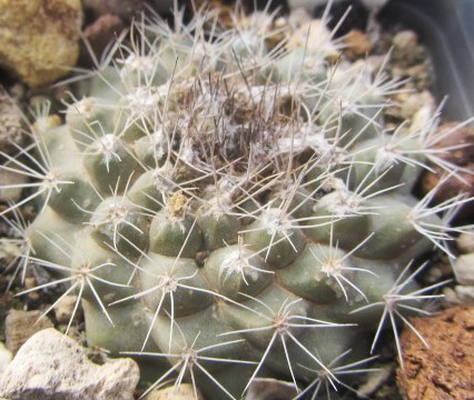 Copiapoa varispinata