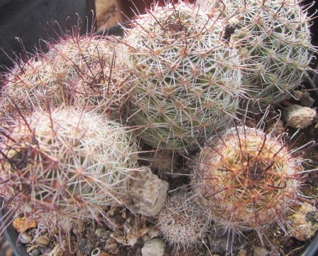 Mammillaria <br>swinglei