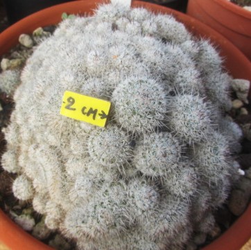 Mammillaria angelensis crest