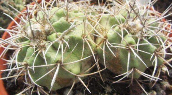 Copiapoa <br>pseudocoquimbana n.n.