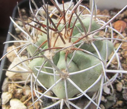 Copiapoa <br>pseudocoquimbana n.n.