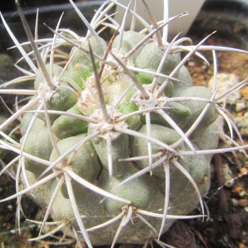 Copiapoa pseudocoquimbana n.n.