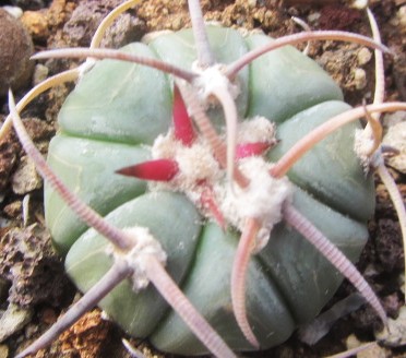 Echinocactus horizonthalonius