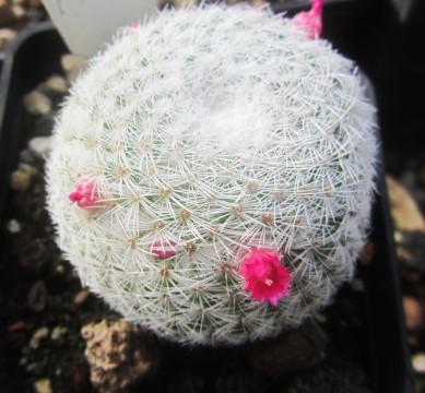 Mammillaria <br>sp