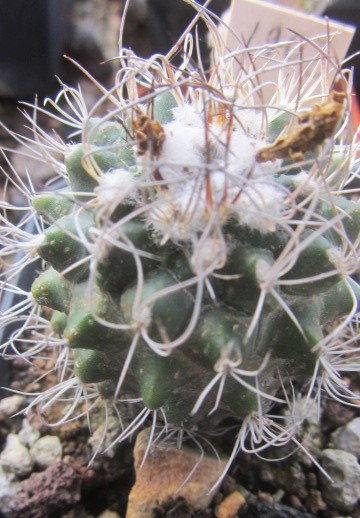 Turbinicarpus <br>krainzianus minimus