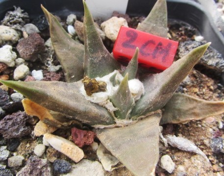 Ariocarpus confusus