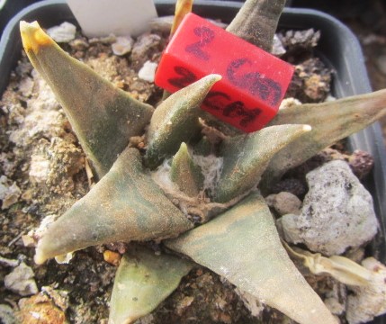 Ariocarpus <br>confusus