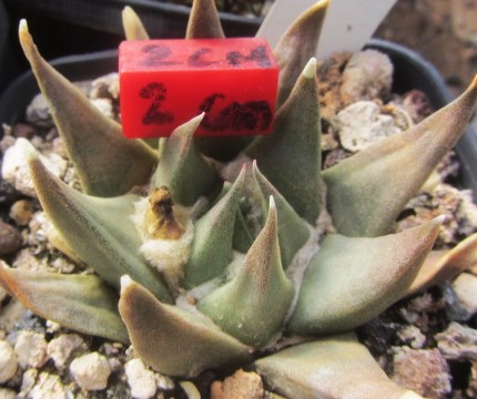 Ariocarpus <br>