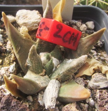 Ariocarpus confusus